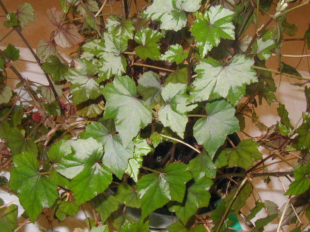 B. ‘Winter Doll’